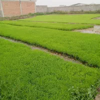 گل کاری زمین شالی هکتاری بادوتا تراکتور