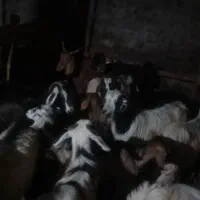 14راس بز|حیوانات مزرعه|کوثر, |دیوار