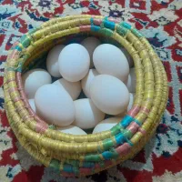 تخم نطفه دار اردک