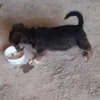 پاکوتا اشپیتزو|سگ|گنبد کاووس, |دیوار