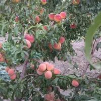 معاوضه باغ میوه ۴ساله در بهترین لوکیشن گلپایگان