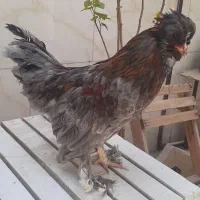 معاوضه و فروش خروس و مرغ تخم گذار لهستانی