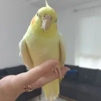 طوطی عروس ماده