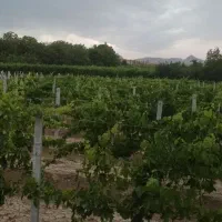 باغ انگور ایستاده در روستای پر