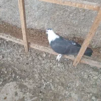 دو تا ماده کل سفید