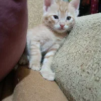 واگذاری رایگان بچه گربه دوماهه