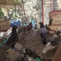 فروش کبوتر  زهک|پرنده|زهک, |دیوار