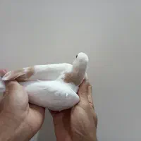 کبوتر ساده . چپ|پرنده|مشهد, آزادشهر|دیوار