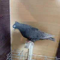 کبوتر یا کفتر شهری بهبونی|پرنده|شیراز, شیخ علی چوپان|دیوار