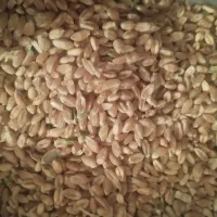 گندم|خوردنی و آشامیدنی|جیرفت, |دیوار