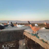 چندتا پرشی