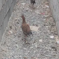 جوجه مرغ