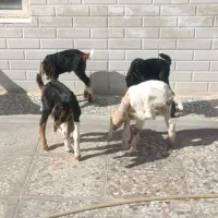 کهره شیری و بره شیری همه نژاد|حیوانات مزرعه|شیراز, بید زرد|دیوار