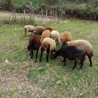 گوسفند بره نر|حیوانات مزرعه|پایین هولار, |دیوار