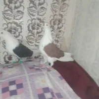 پشت|پرنده|مشهد, ایوان|دیوار