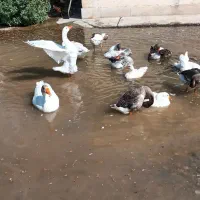 تعدادی بوقلمون و غاز|حیوانات مزرعه|انبارآلوم, |دیوار