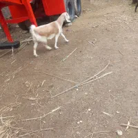 بز آبستن نژدی