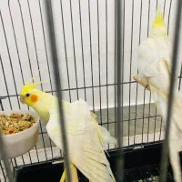 جفت عروس هلندی لوتینو وماده اهویی