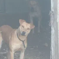 واگذاری سگ نگهبان