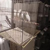 قناری سفید|پرنده|شیراز, رکنآباد|دیوار