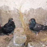 گم شده|حیوانات|گناباد, |دیوار