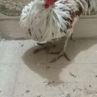 خروس|حیوانات مزرعه|خمینی‌شهر, |دیوار