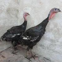 بوقلمون