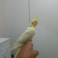 عروس هلندی|پرنده|اندیشه, اندیشه فاز ۵|دیوار