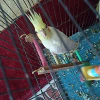 عروس هلندی نر