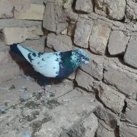 سینه سیاه، و پلاکی کبوتر|پرنده|تاکستان, |دیوار