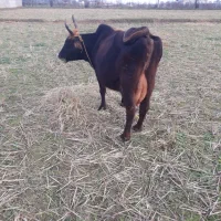 گاو جرسی محلی شیری با گوساله سیمنتال