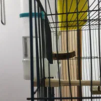 مرغ‌عشق‌نر‌سالم