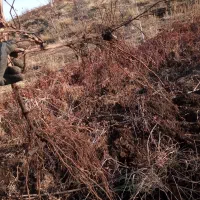 فروش نهال یک ساله|خدمات باغبانی و درختکاری|خاو و میرآباد, |دیوار