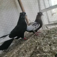 کله خال زرد کرمونی  سینه کفتر بوم فیلم پرش موجوده