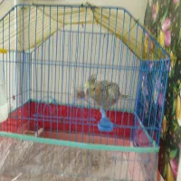 فروش عروس هلندی