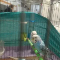 مرغ عشق  6تا دستی|پرنده|قرچک, مهدیه|دیوار