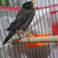 مرغ مینا سخنگو