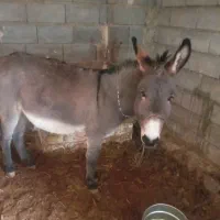 الاغ نر 2ساله