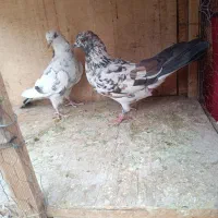 کفتر پرشی|پرنده|تهران, تختی|دیوار