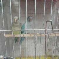 فروش راهب تازه دونخور ملنگو کله الویی  ملنگو سخنگو