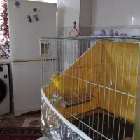 قناری|پرنده|شیراز, شهرک ترکان|دیوار