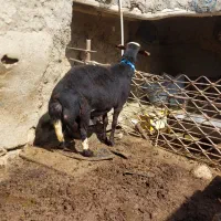شیشک قوچ