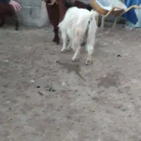 بز و میش شیرا