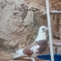 کفترغریب گیری