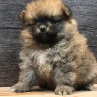 دو تا توله پامر ماده