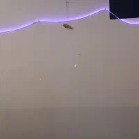 ریسه گیمنگ مولی کالر