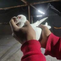 کفتره پلاکی|پرنده|اصفهان, شهرک کوثر|دیوار