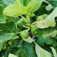 منزل ویلایی