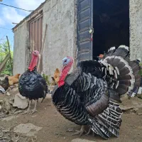 بوقلمون|حیوانات مزرعه|کومله, |دیوار