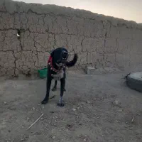 سگ نر|سگ|اصفهان, پرتمان|دیوار